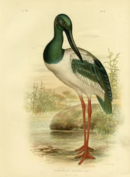 Australian Jabiru Or Black-Necked Stork, 1891